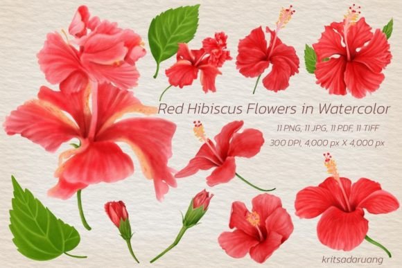 Download Watercolor Red Hibiscus Flowers - Red Collection